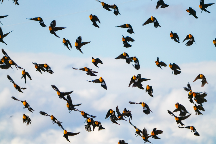yellow-headed blackbirds