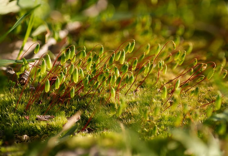 moss
