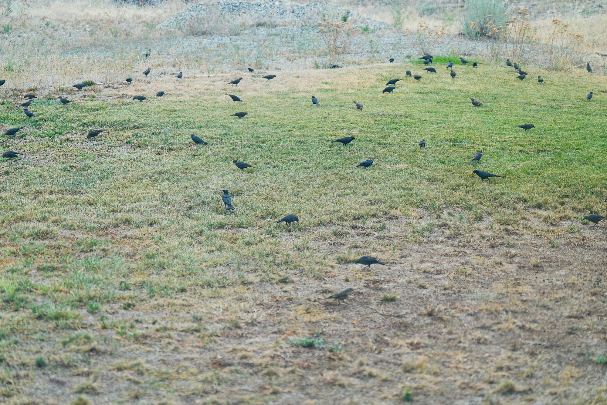 flock of blackbirds