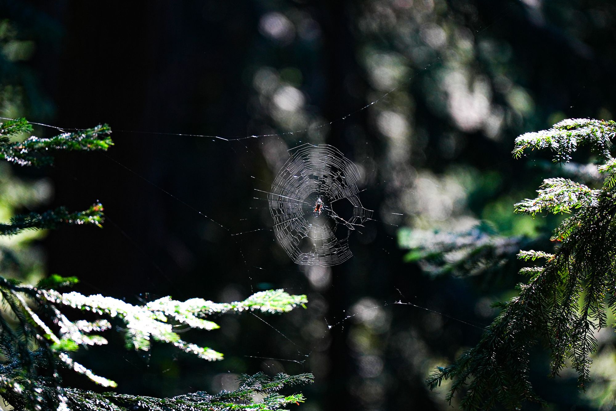 spider web in sunlight
