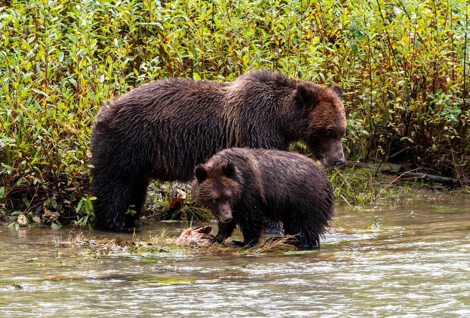 grizzly bear with cub