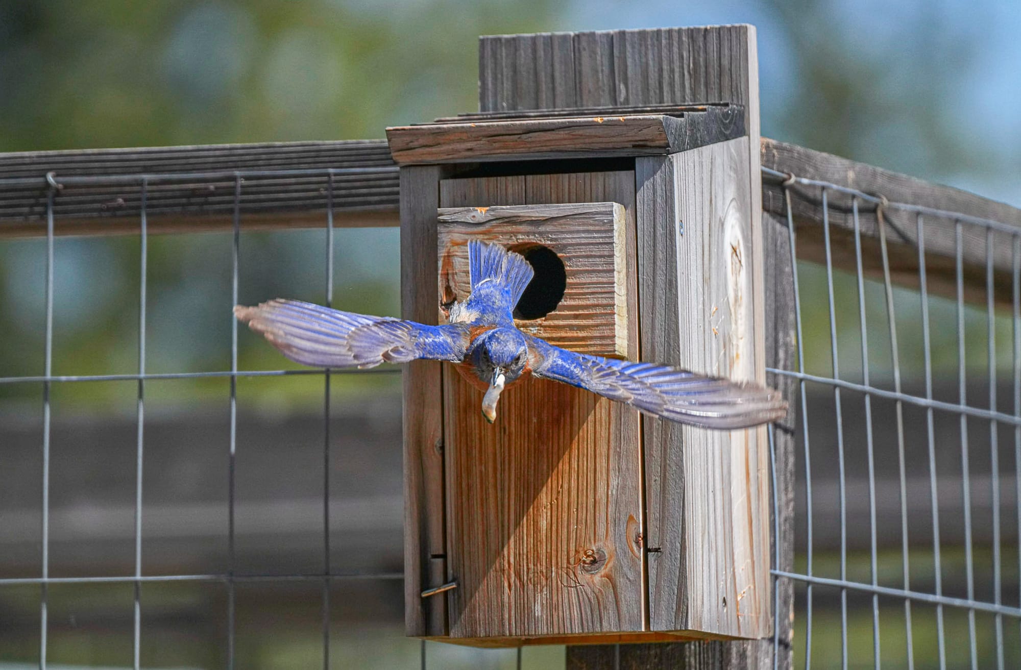 western bluebird at nest