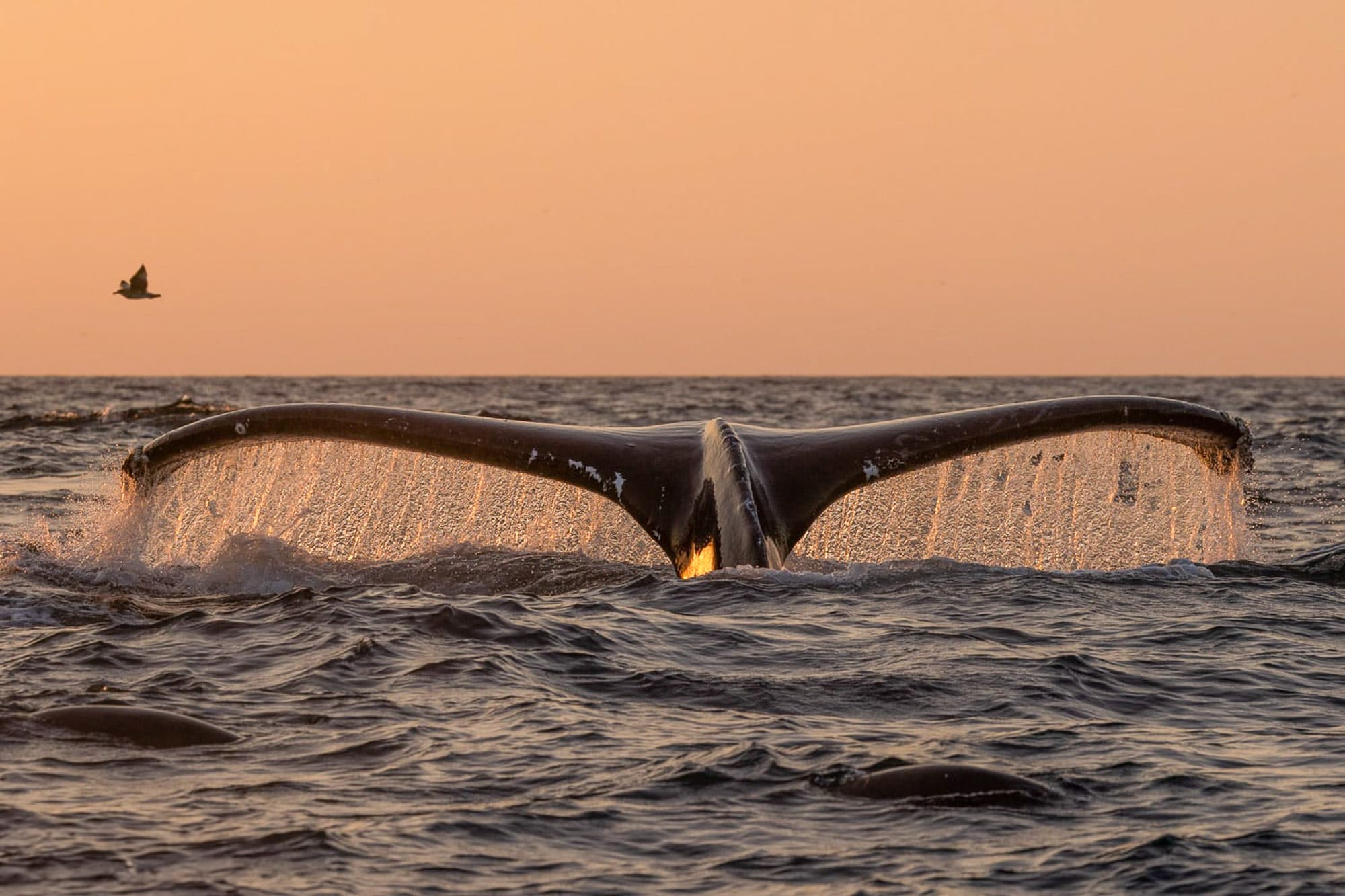 humpback whale