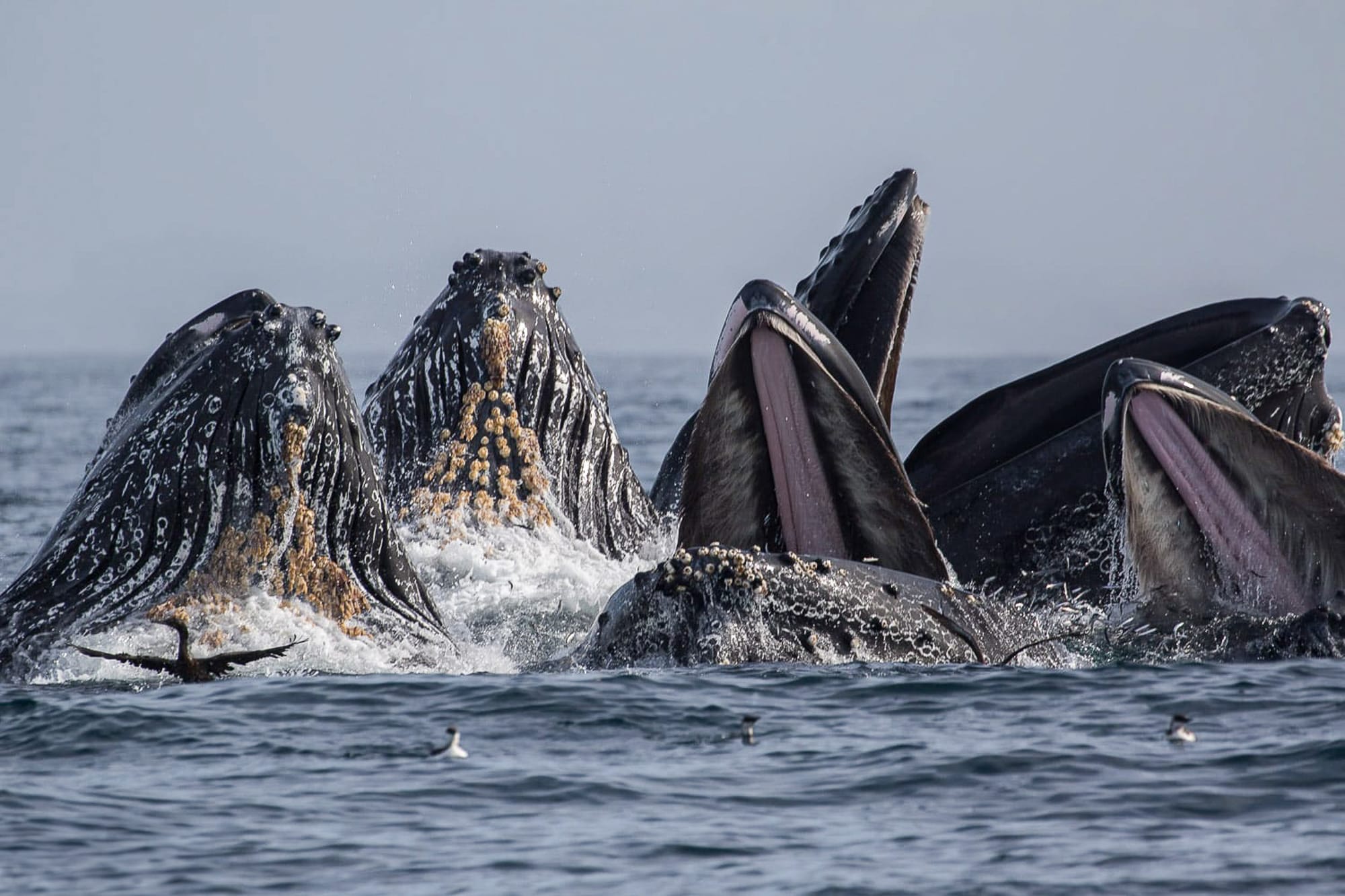 feeding humpback whales