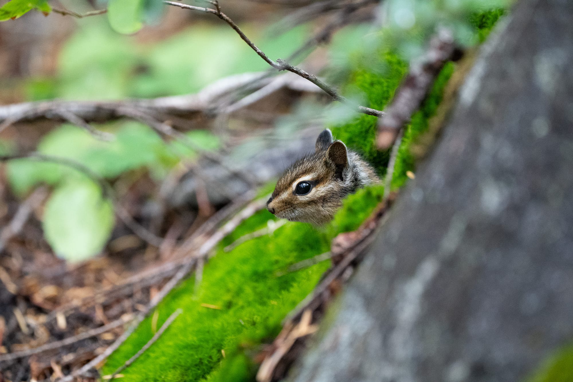 chipmunk