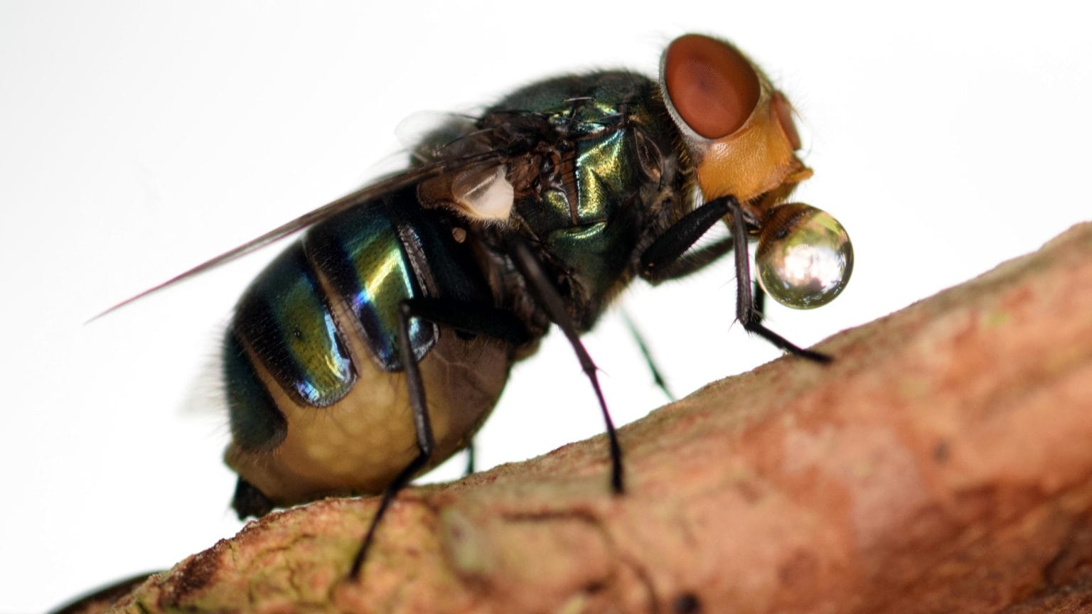 fly with digestive juices