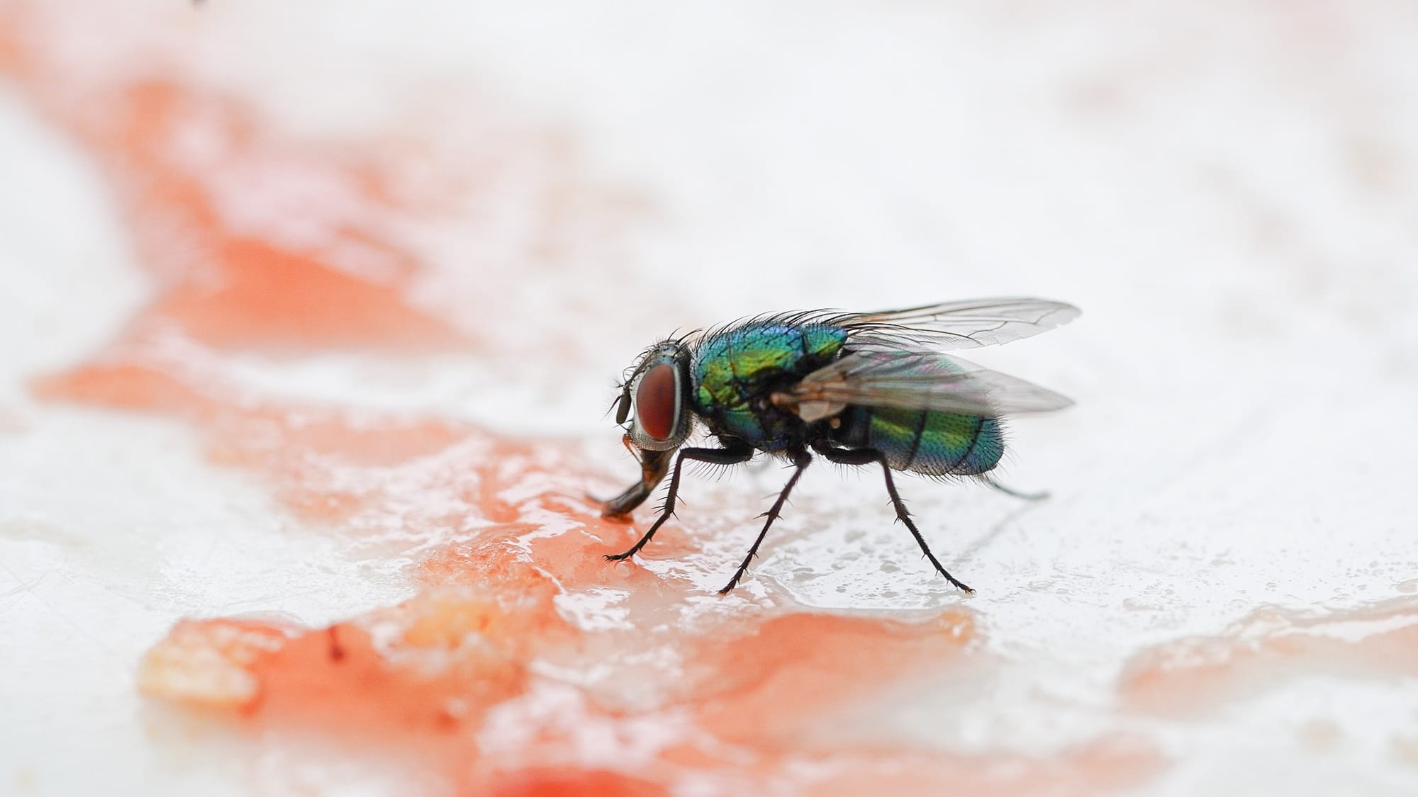 fly eating food