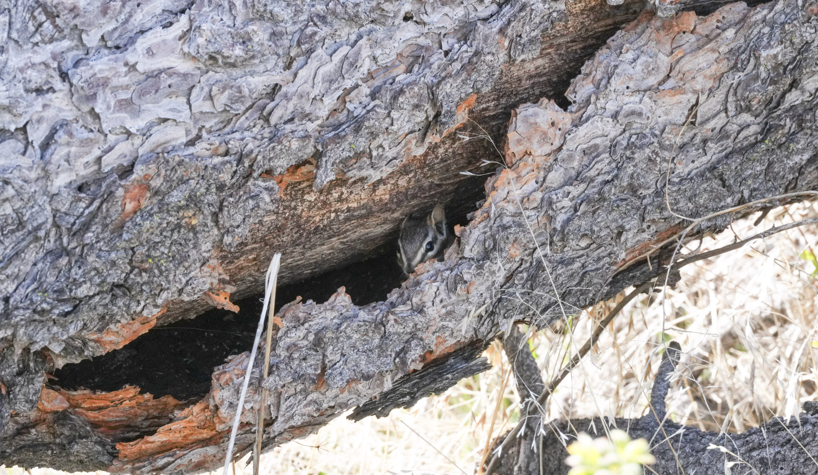 hidden chipmunk