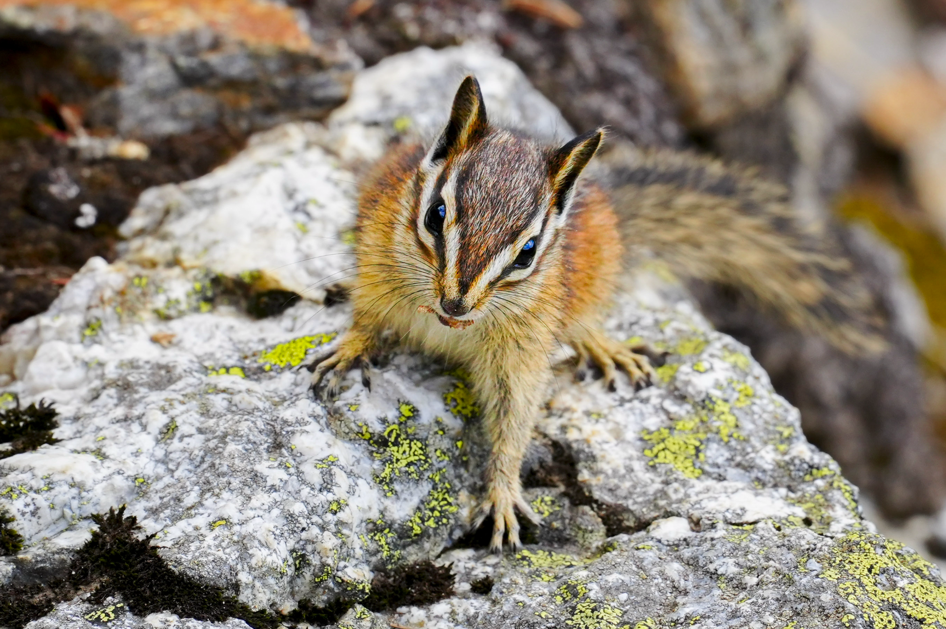 chipmunk