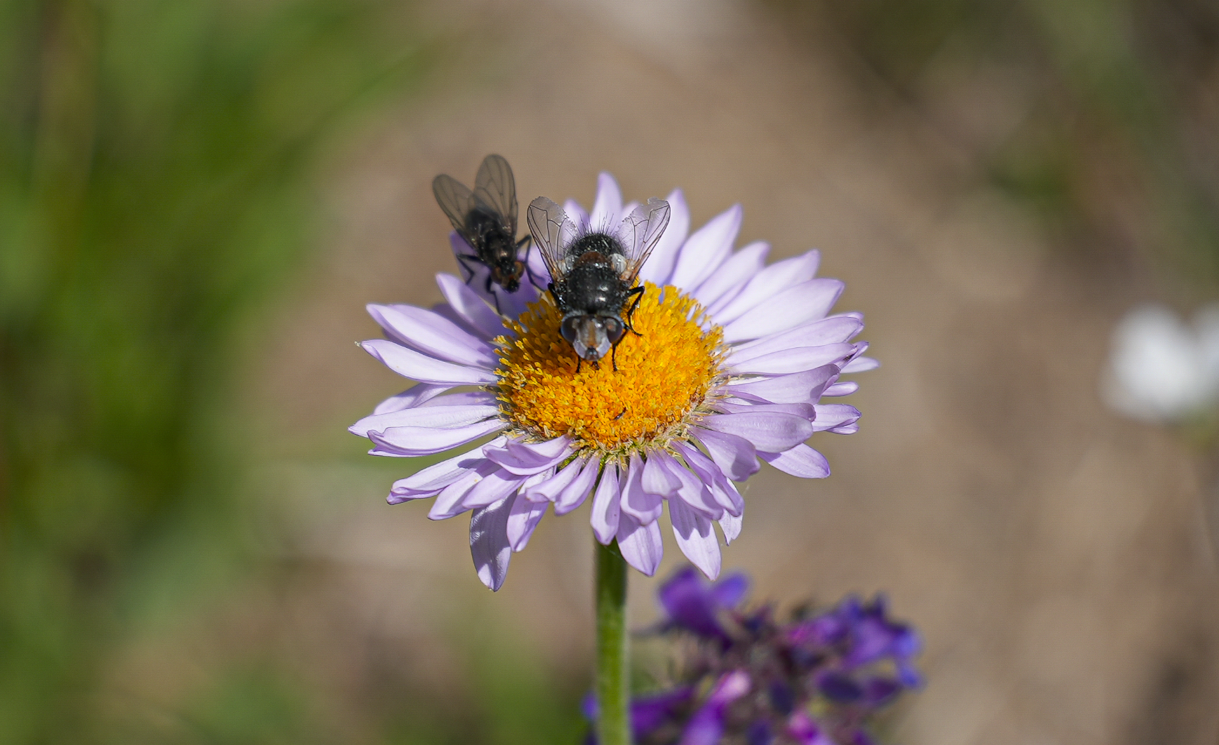 fly at flower