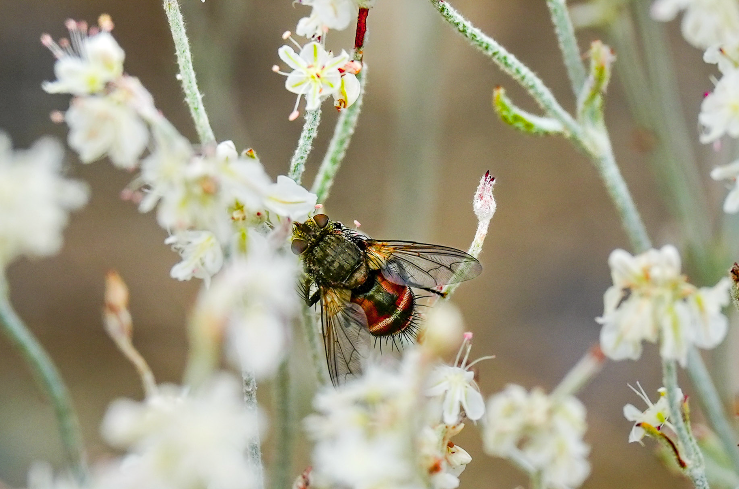 fly on flowers