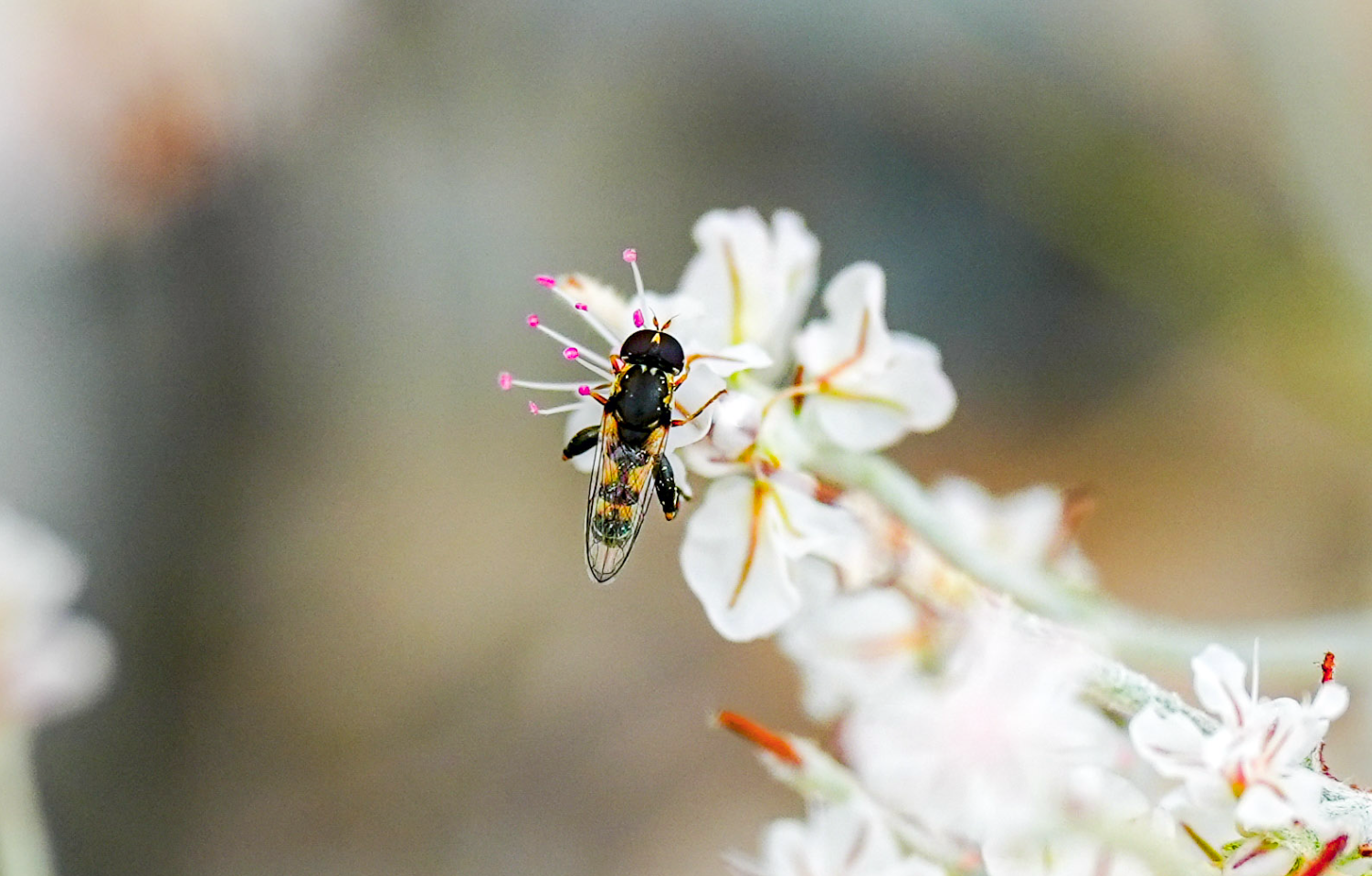 fly on flowers