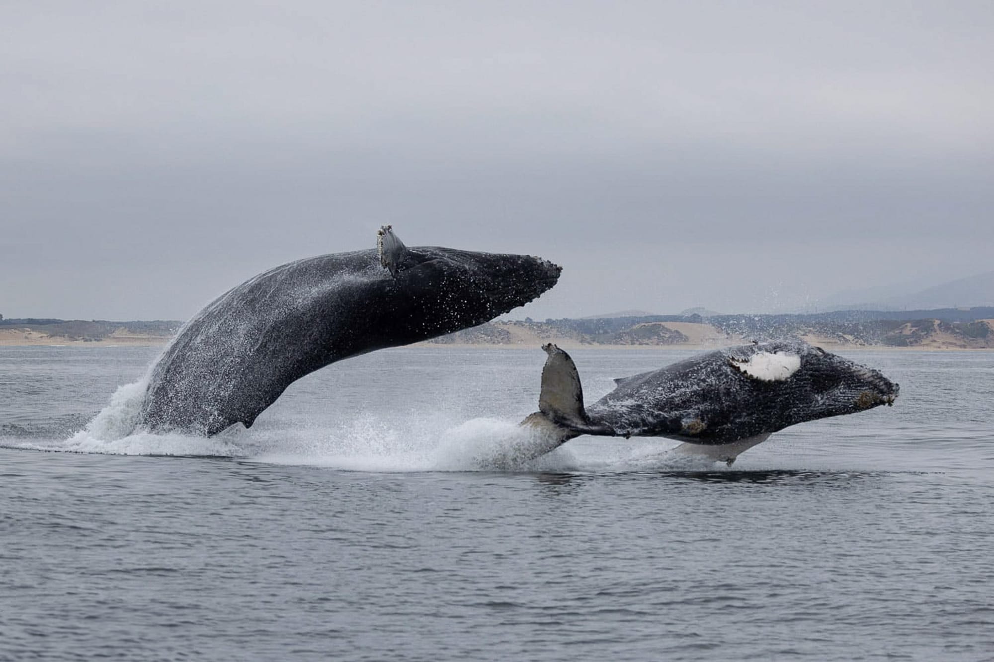 humpback with calf