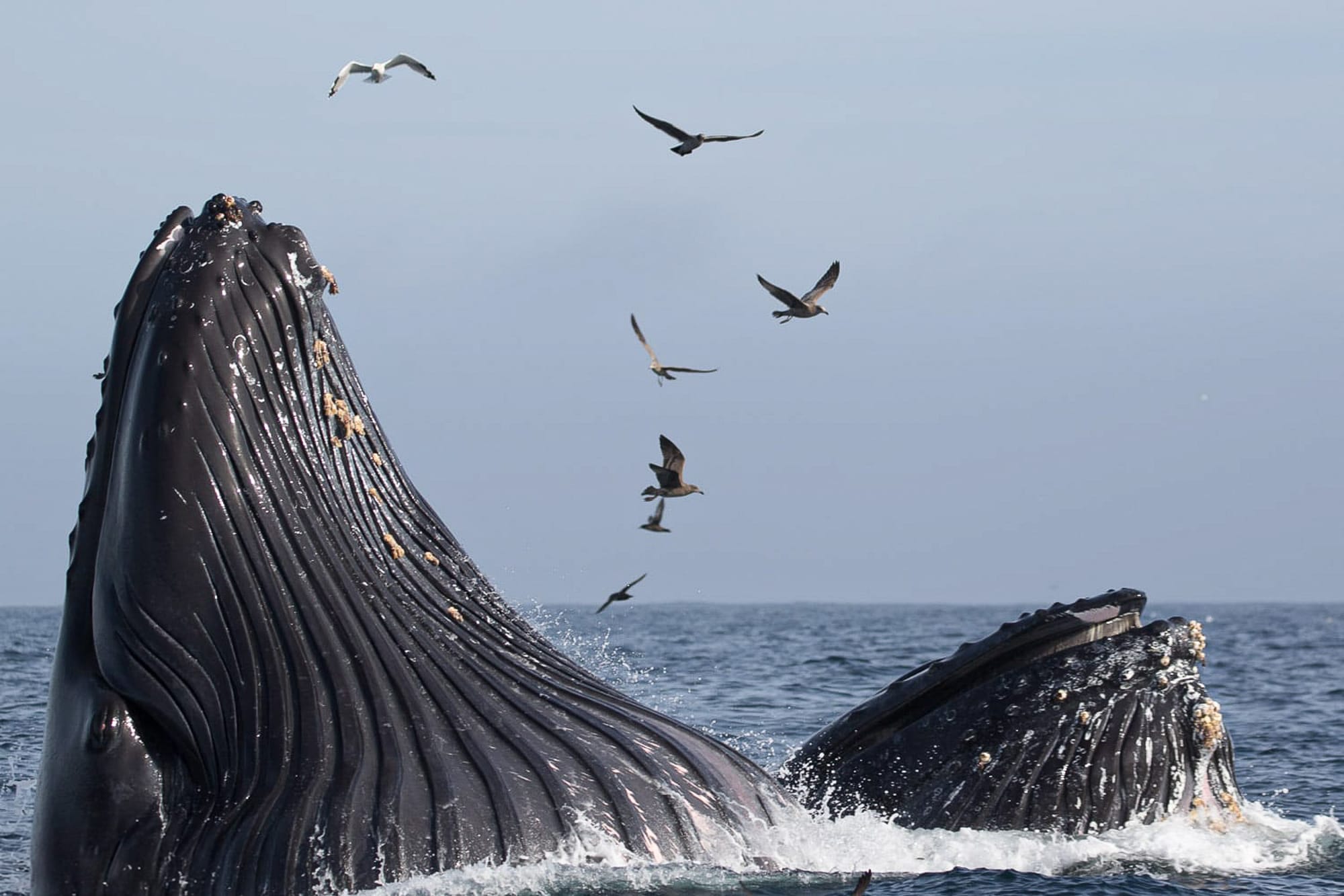 feeding humpback whales