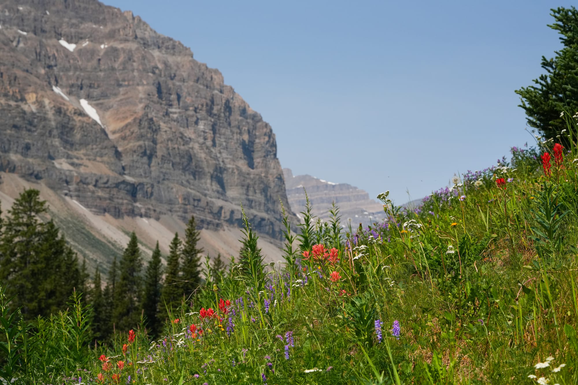 Wildflowers in Banff National Park