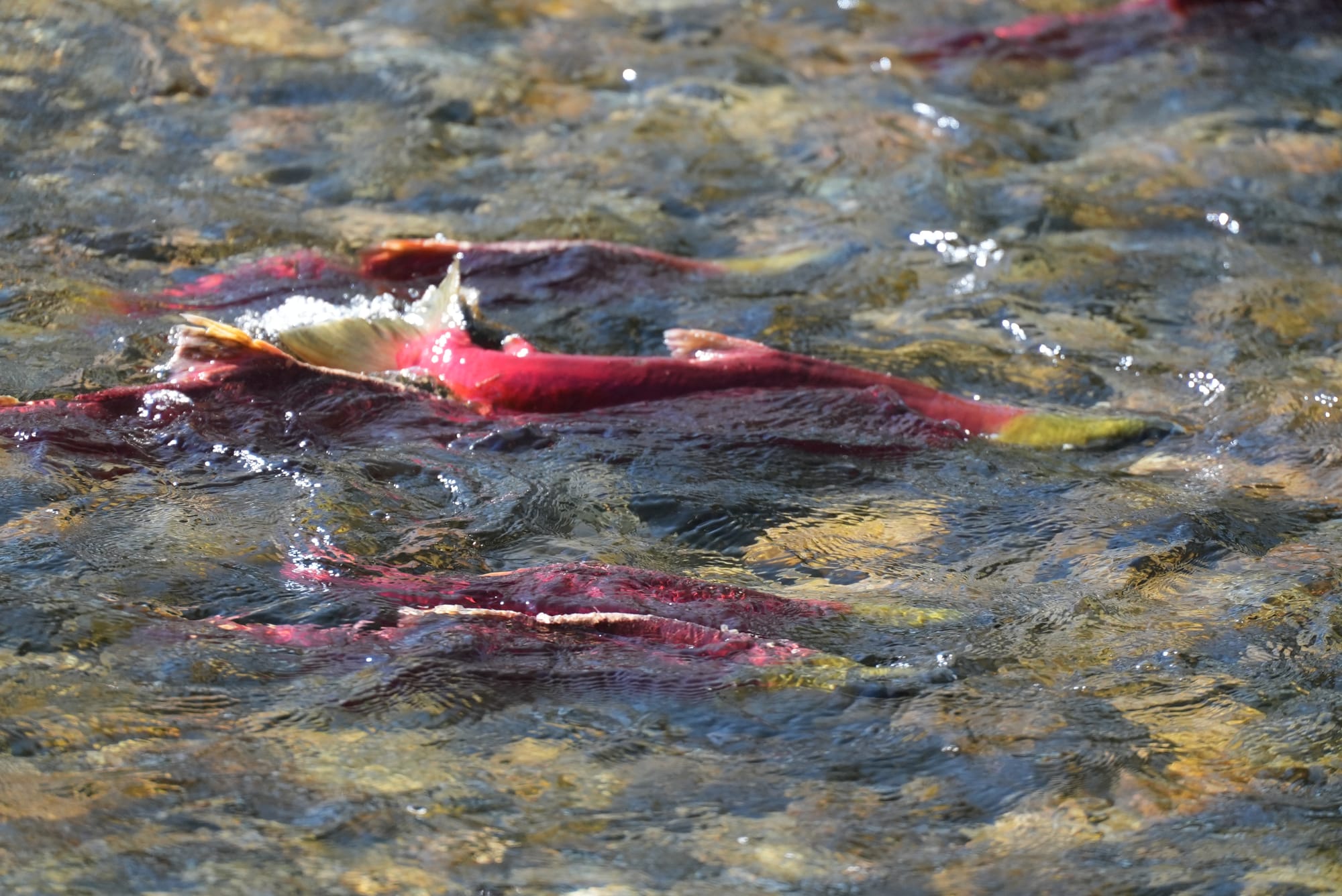 sockeye salmon