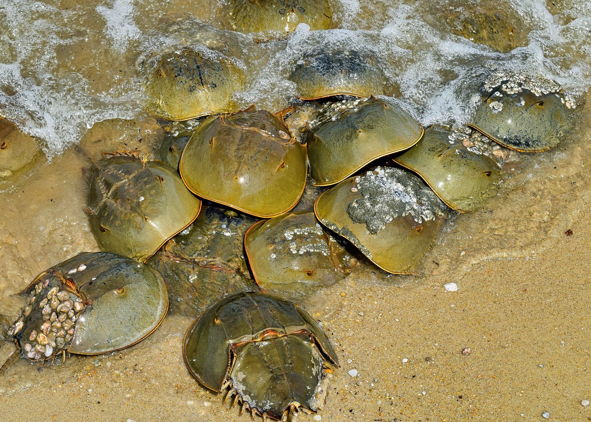 horseshoe crabs