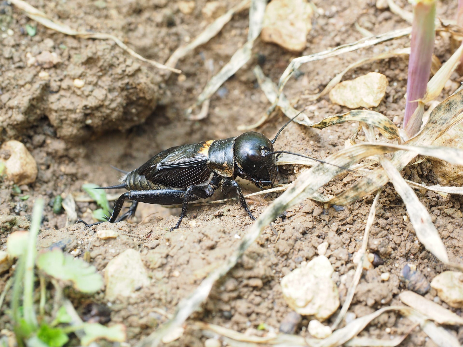 field cricket