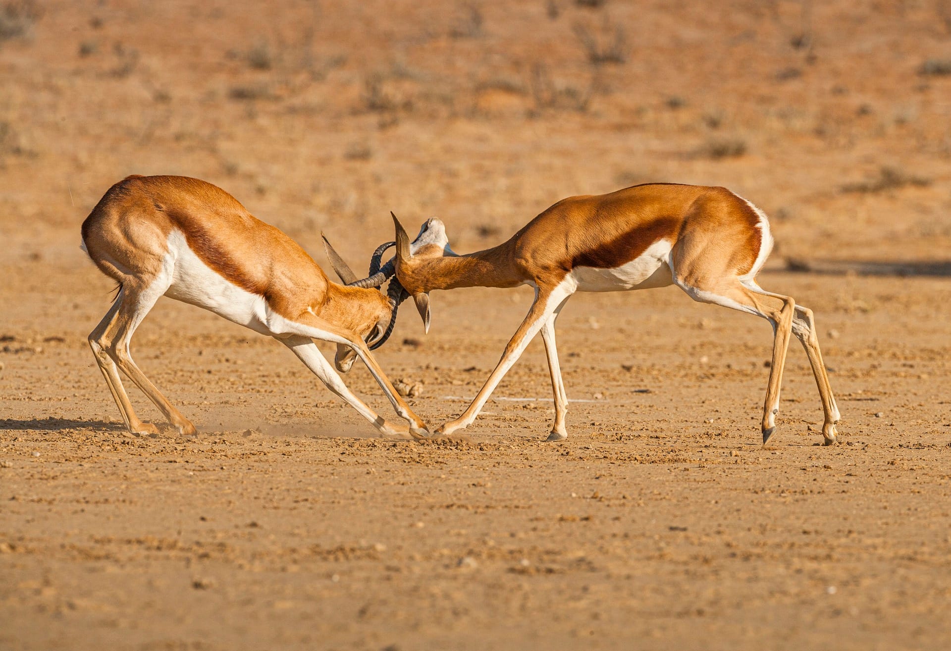 springboks