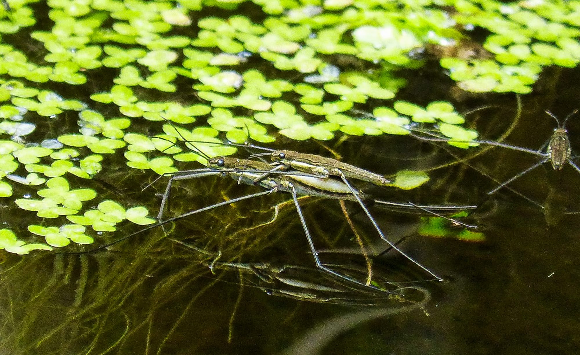 mating water striders