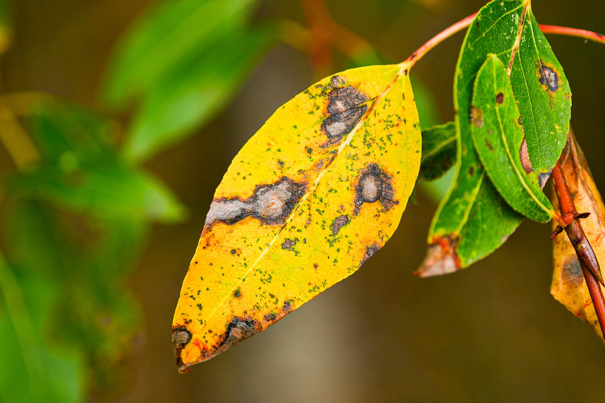 fungal spores on leaf