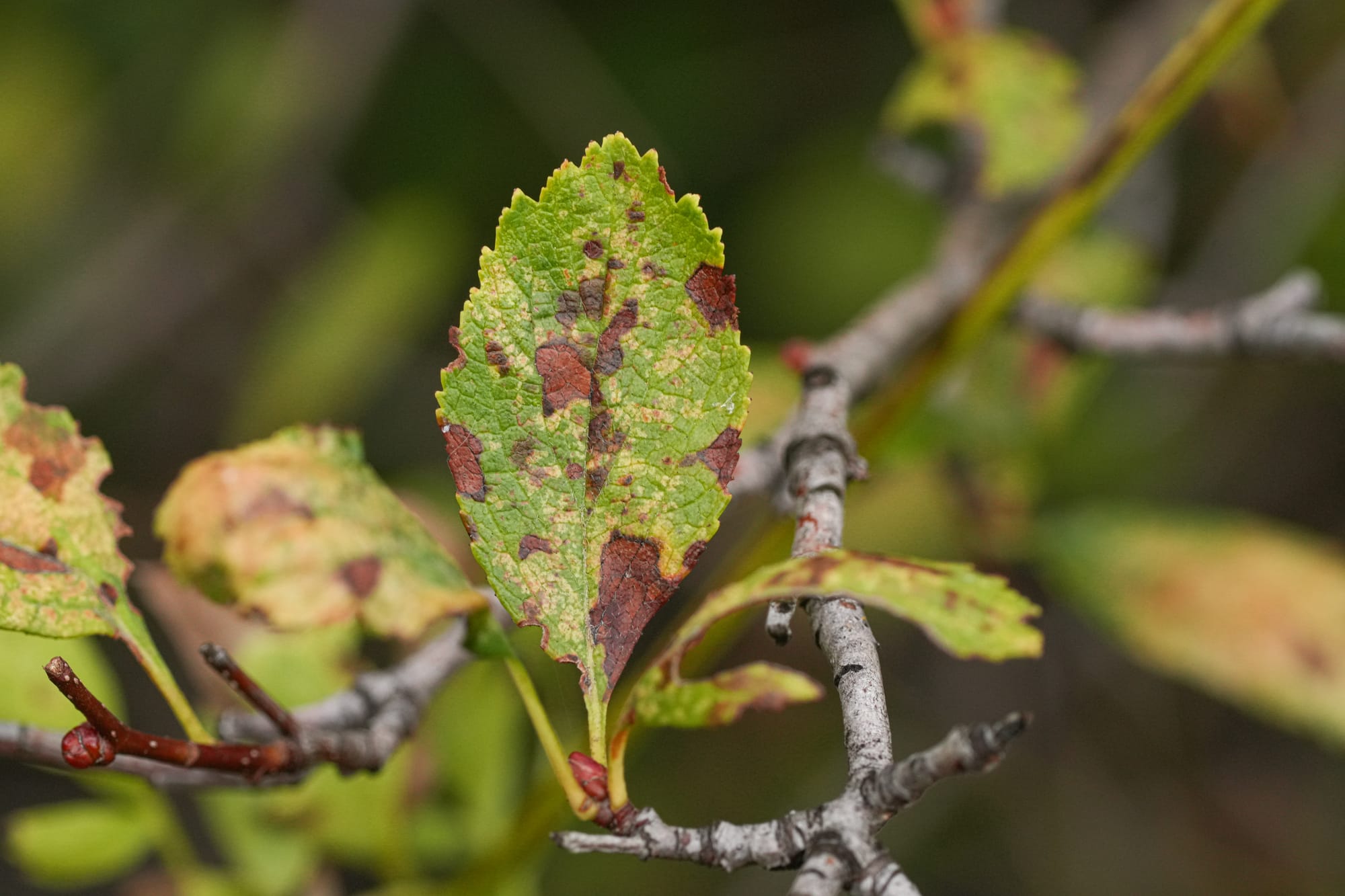 fungus on leaf