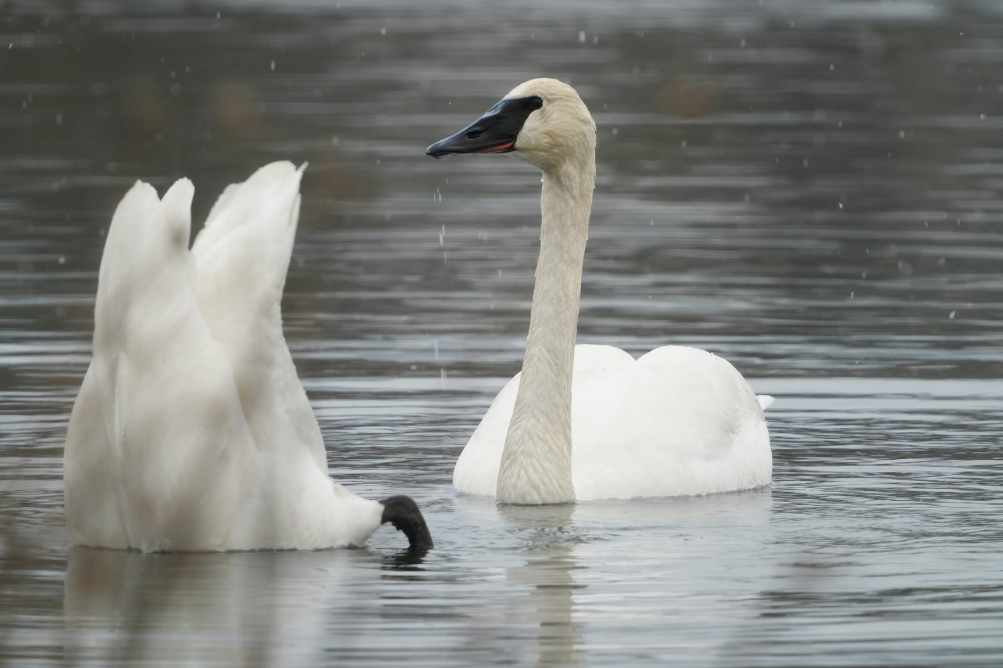 trumpeter swans