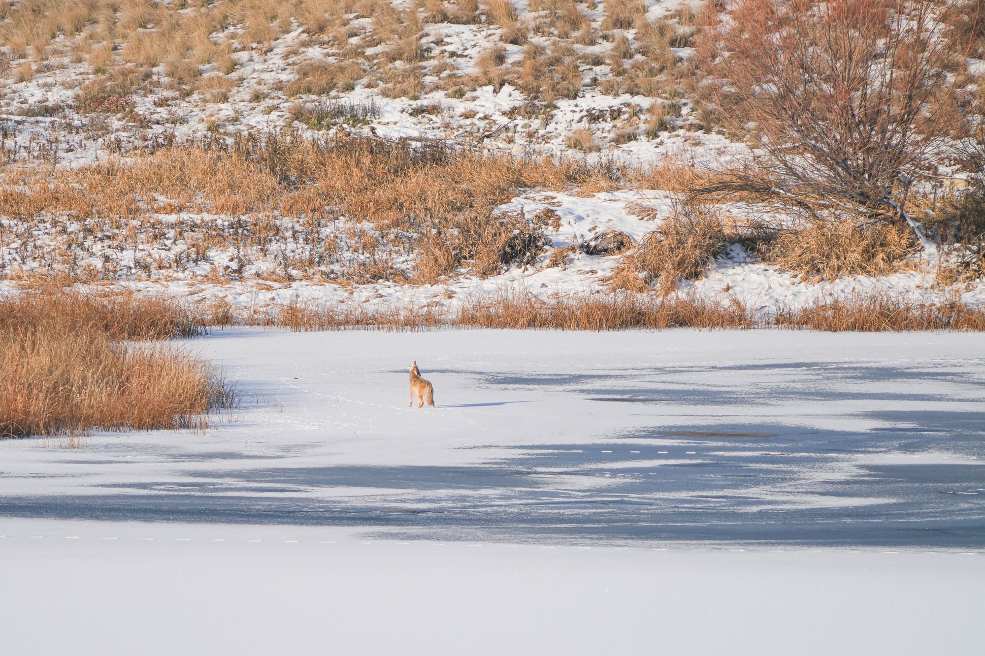 coyote on ice