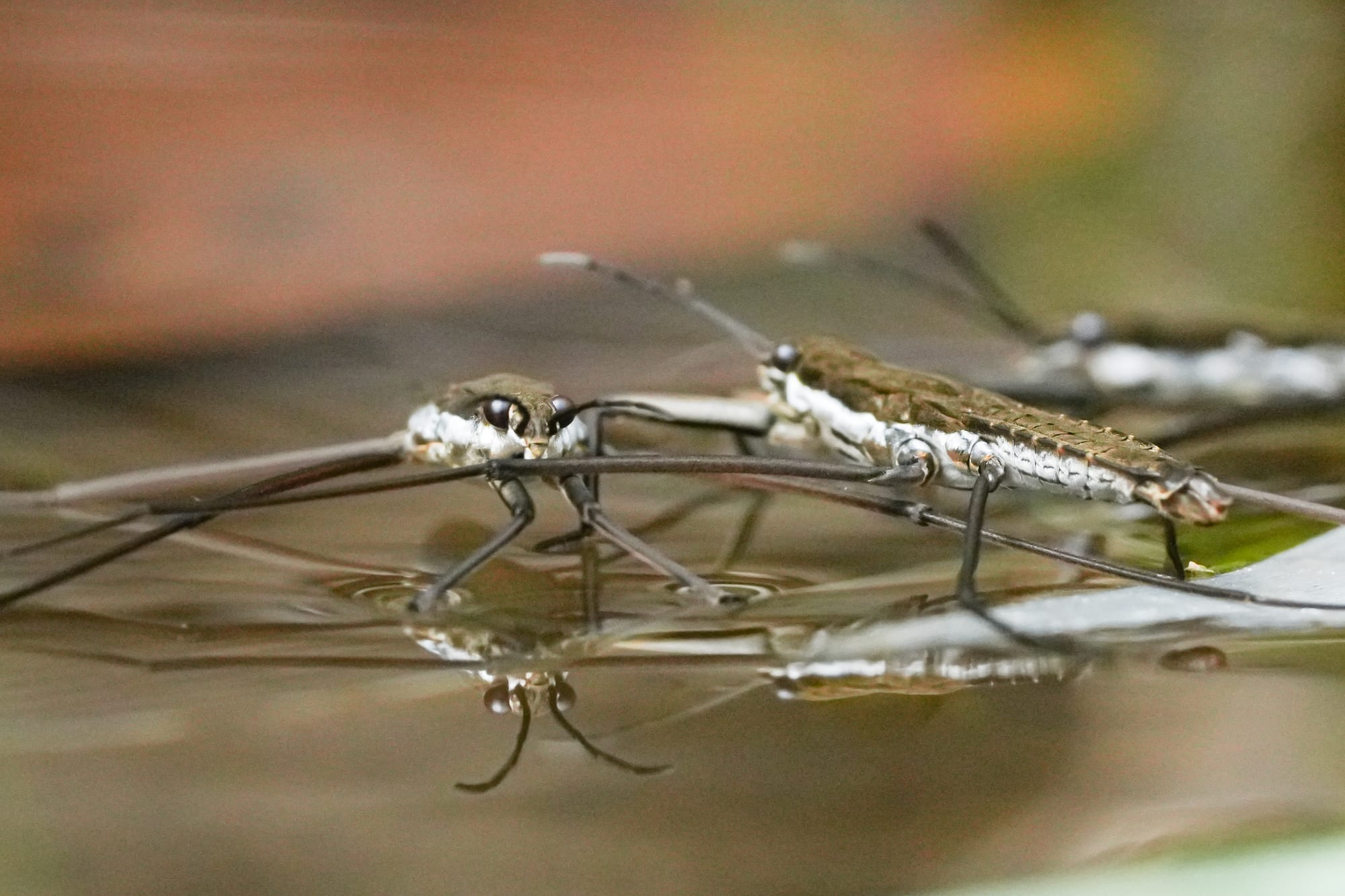 water striders