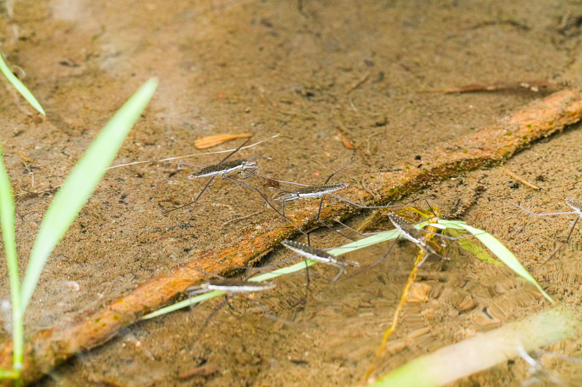 water striders