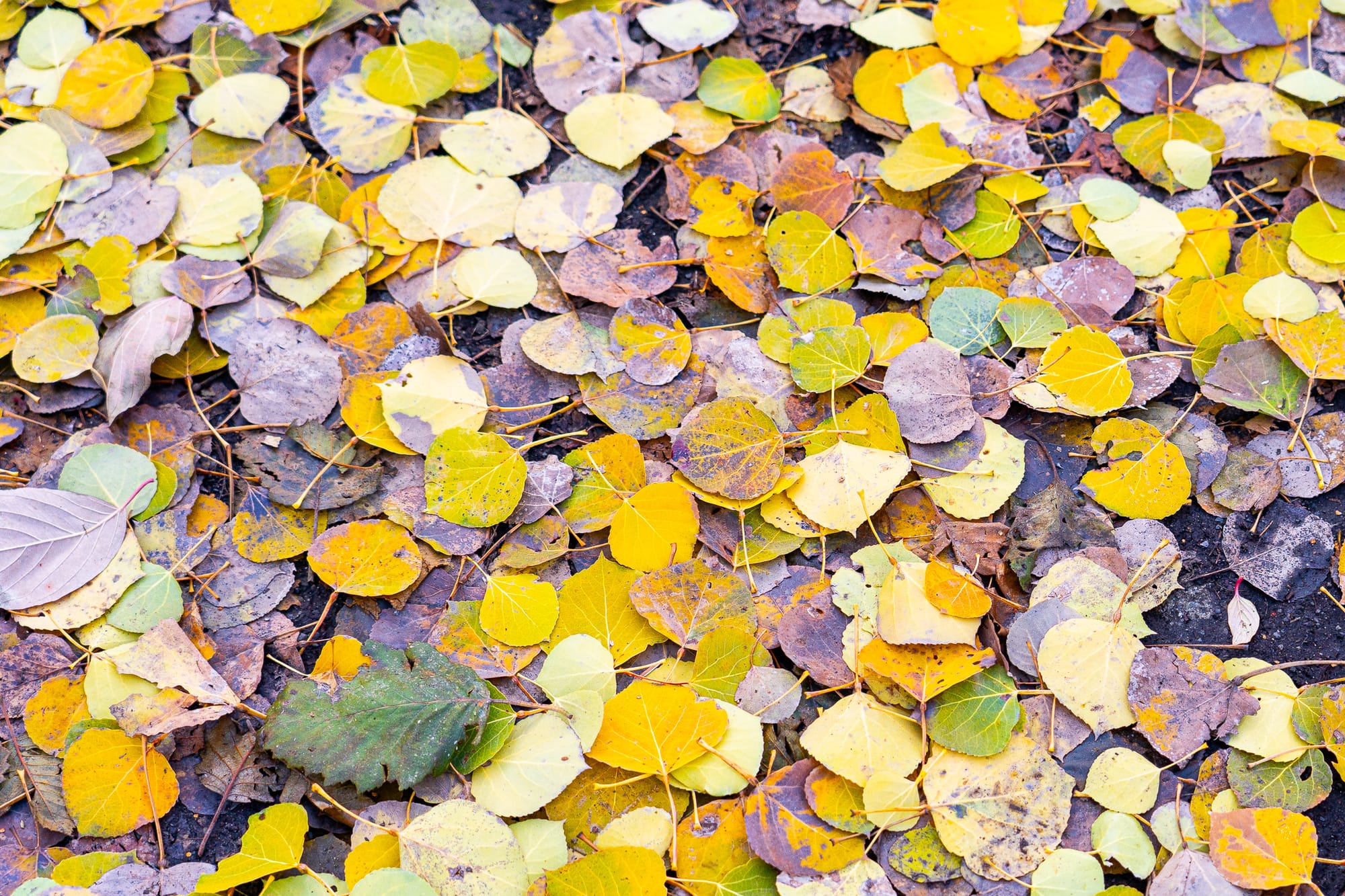 newly fallen aspen leaves