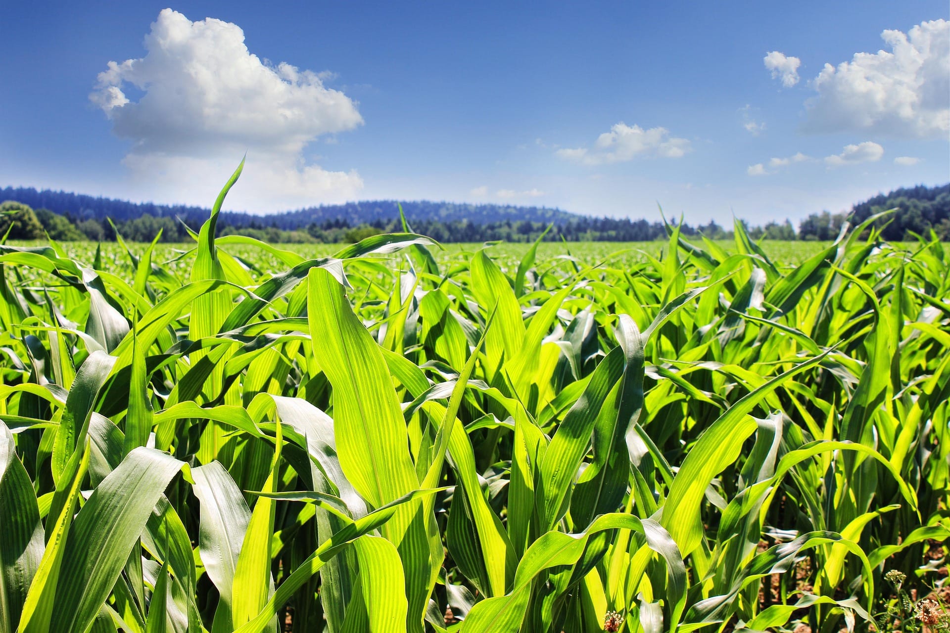 corn field