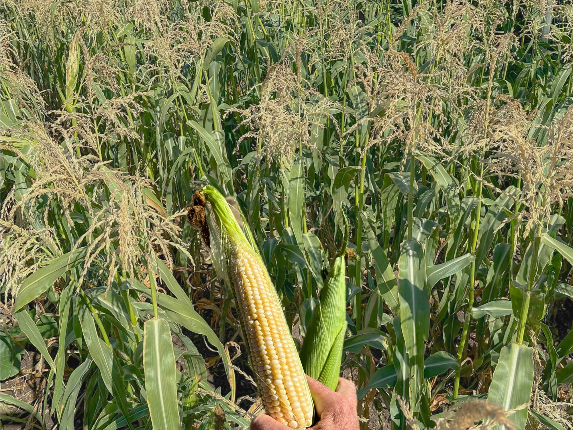 corn and plants