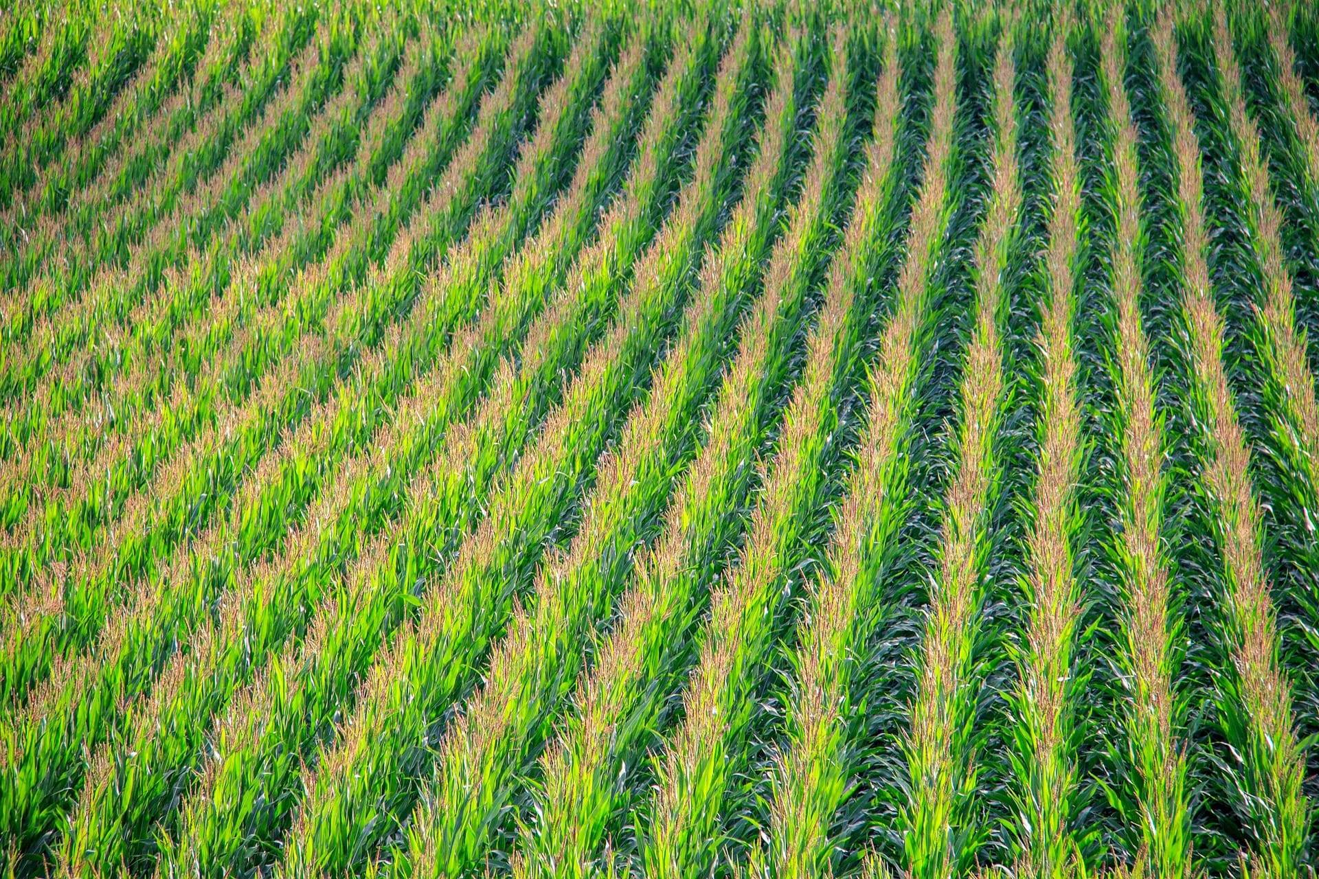 corn fields