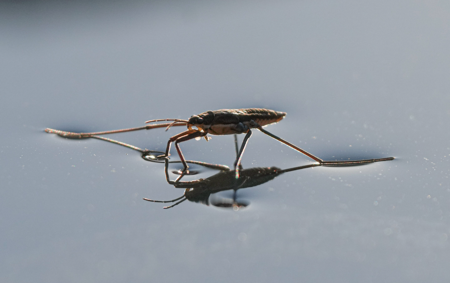 water strider