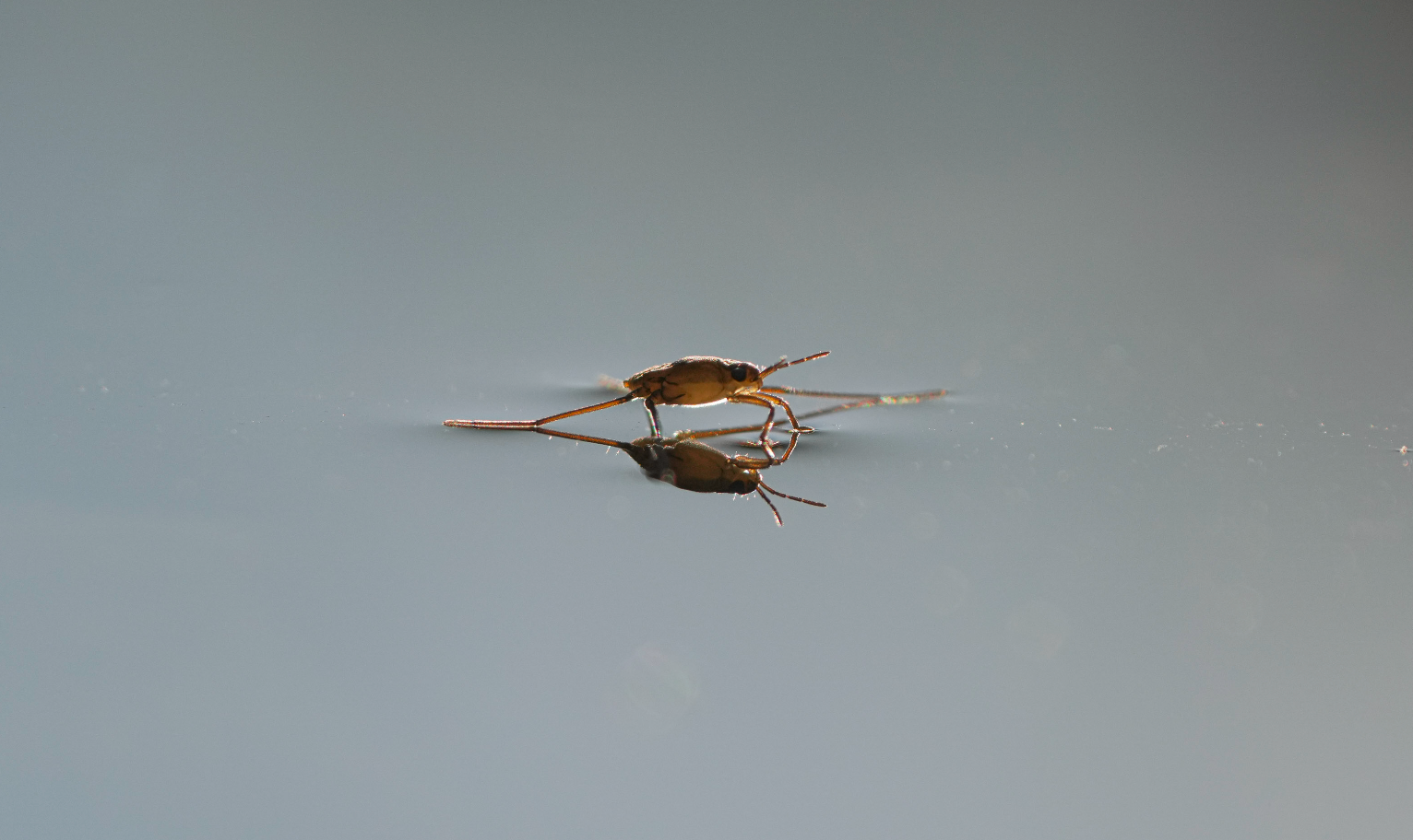 baby water strider