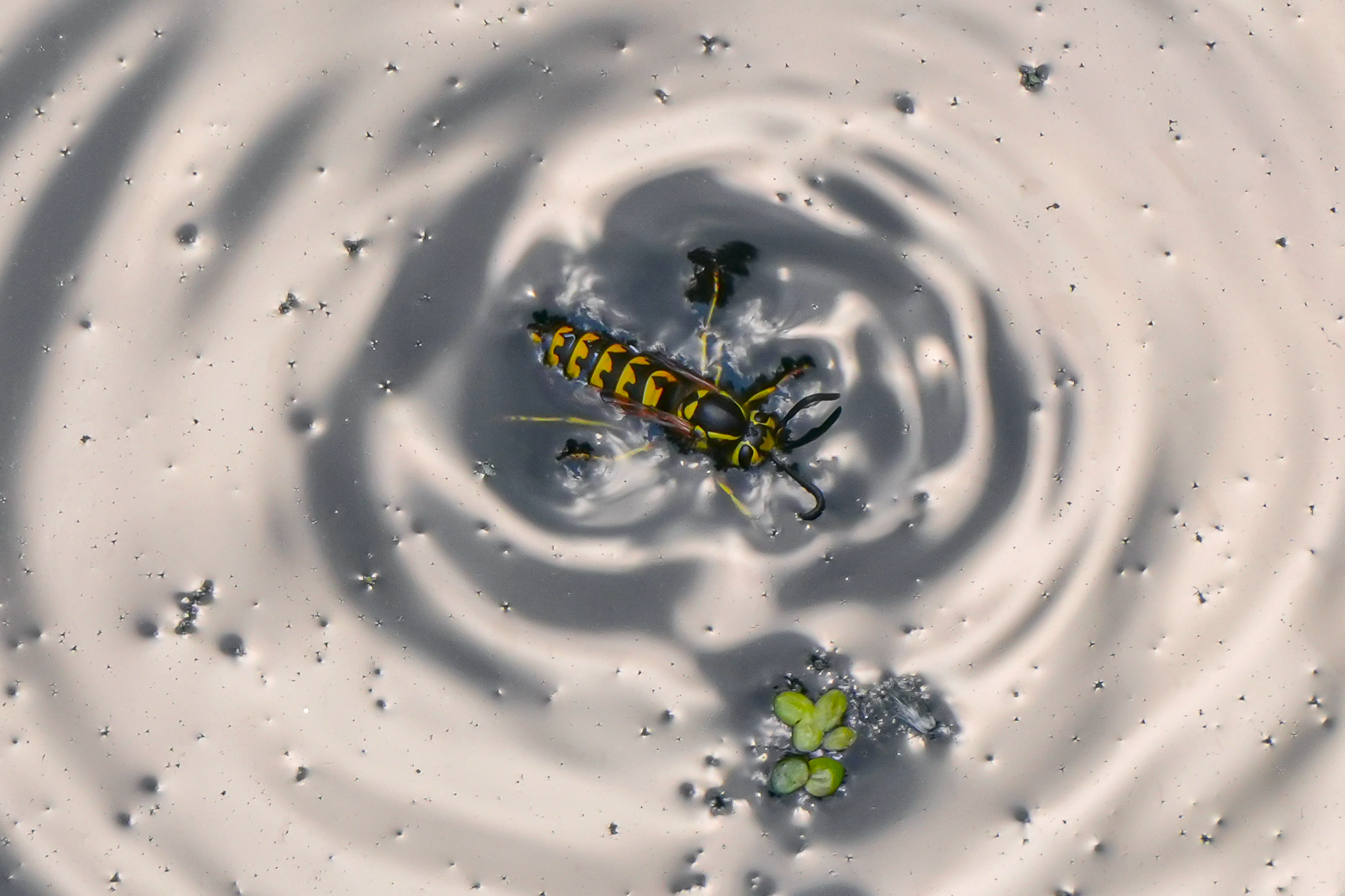 yellowjacket on water