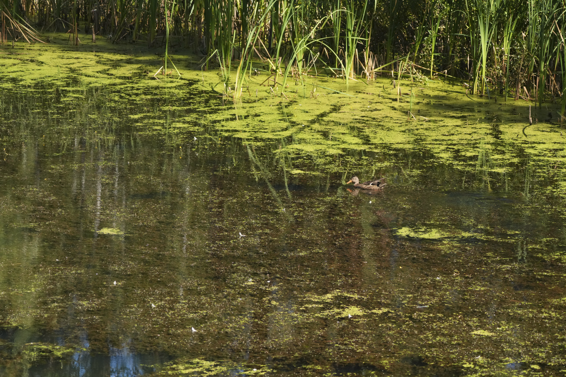 algae on lake