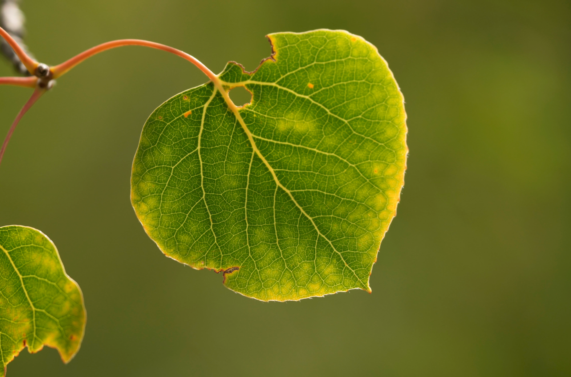 aspen leaf