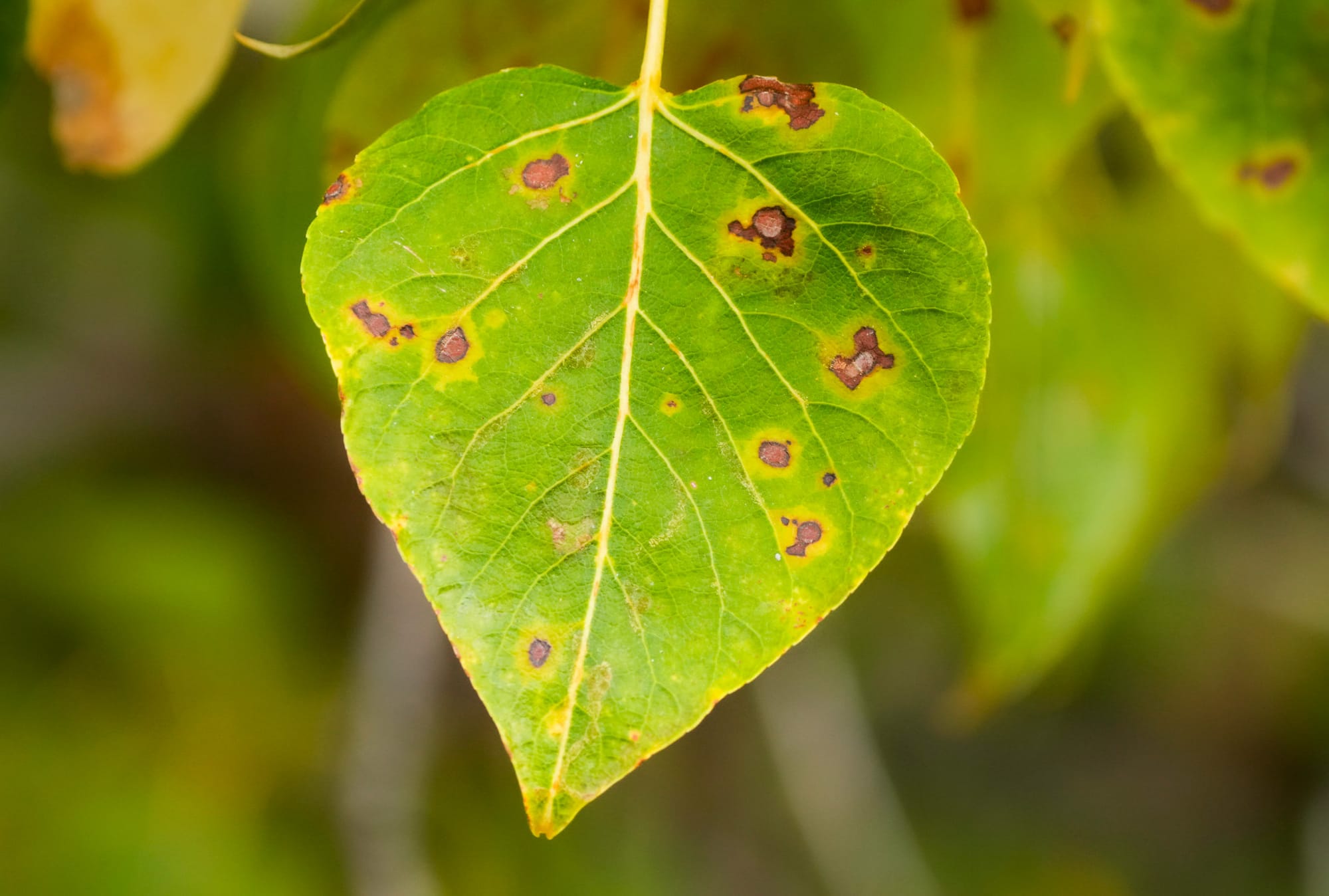 fungal spores on leaf