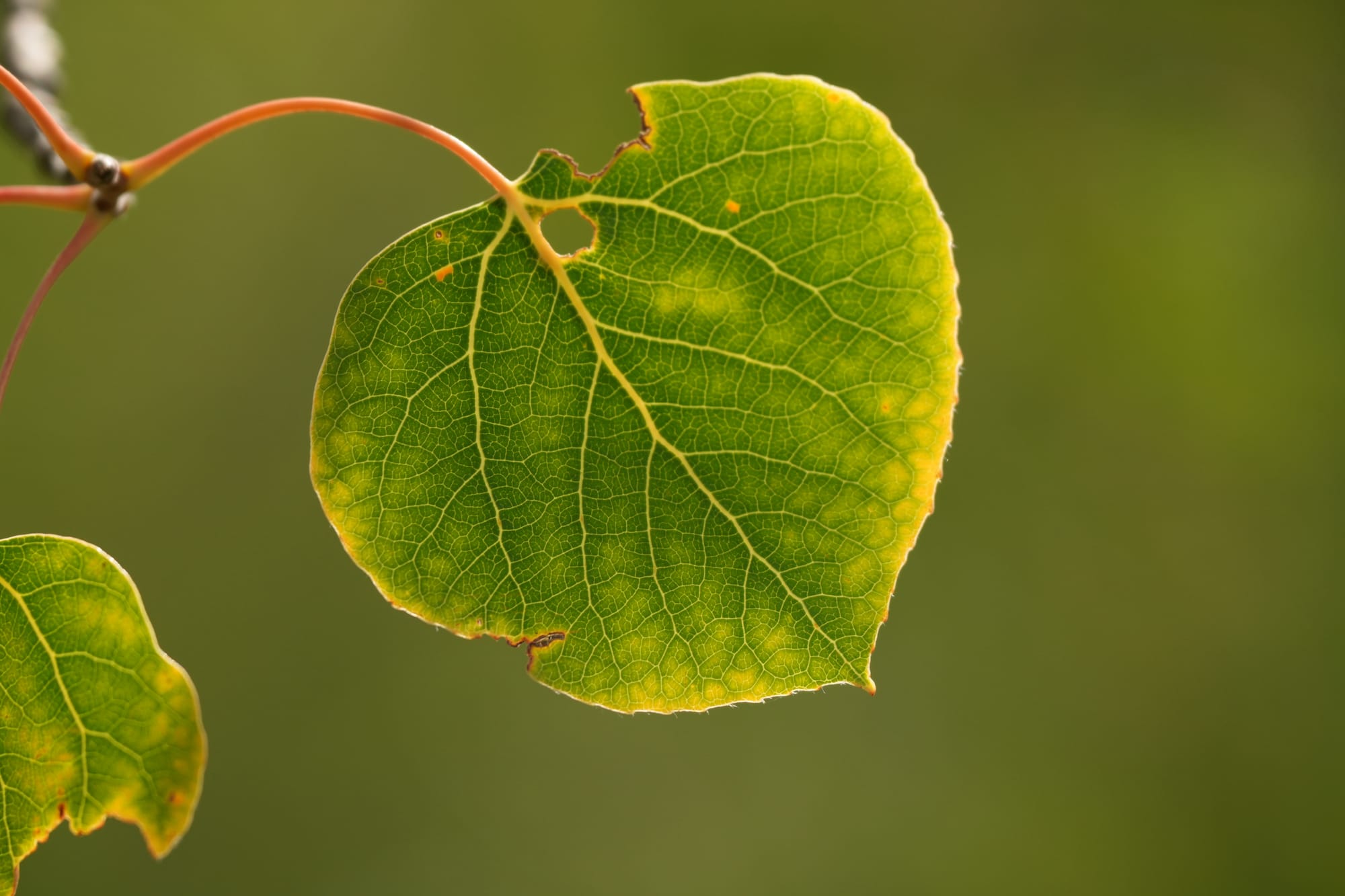 aspen leaf