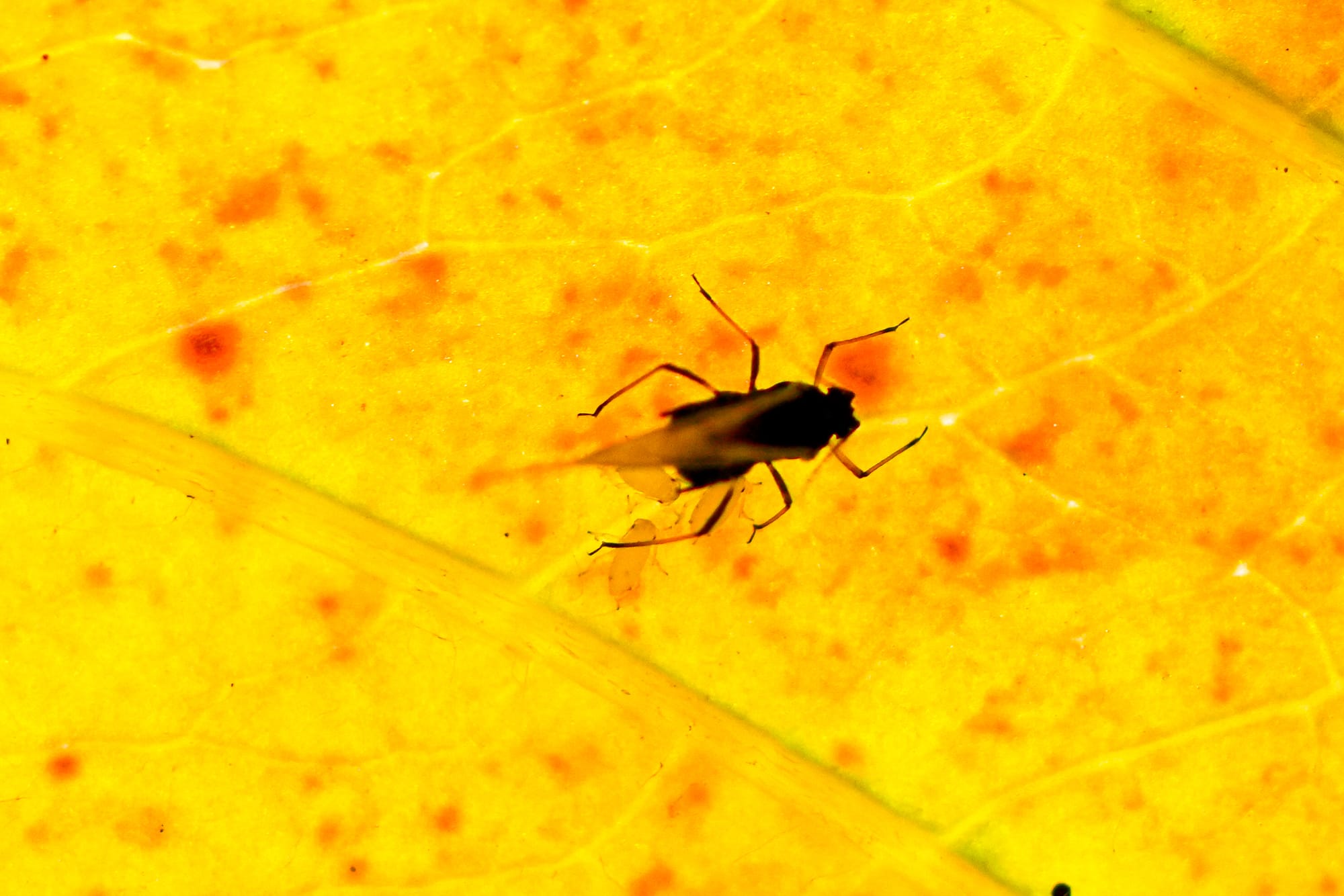 aphid with babies