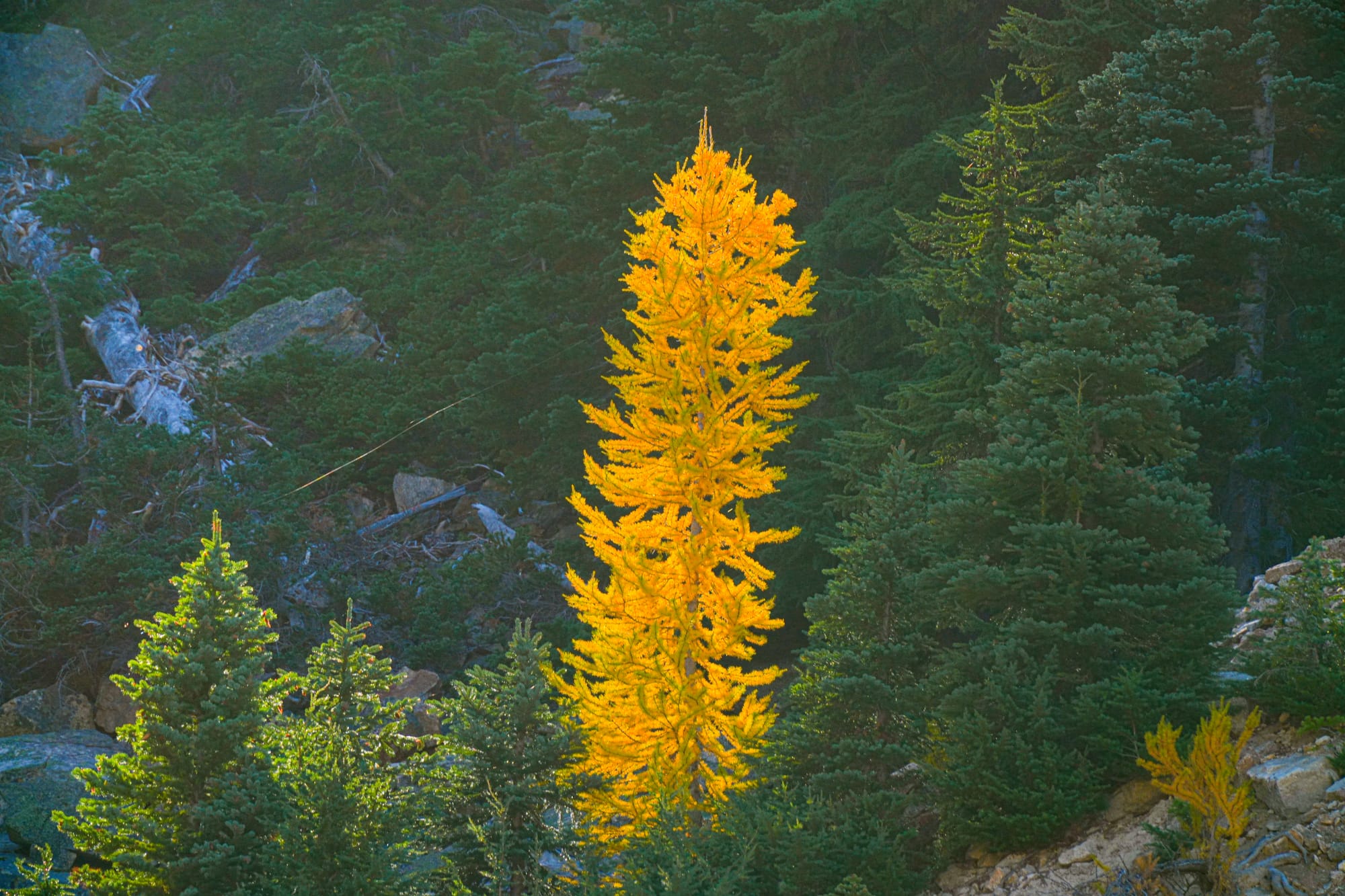 one larch tree