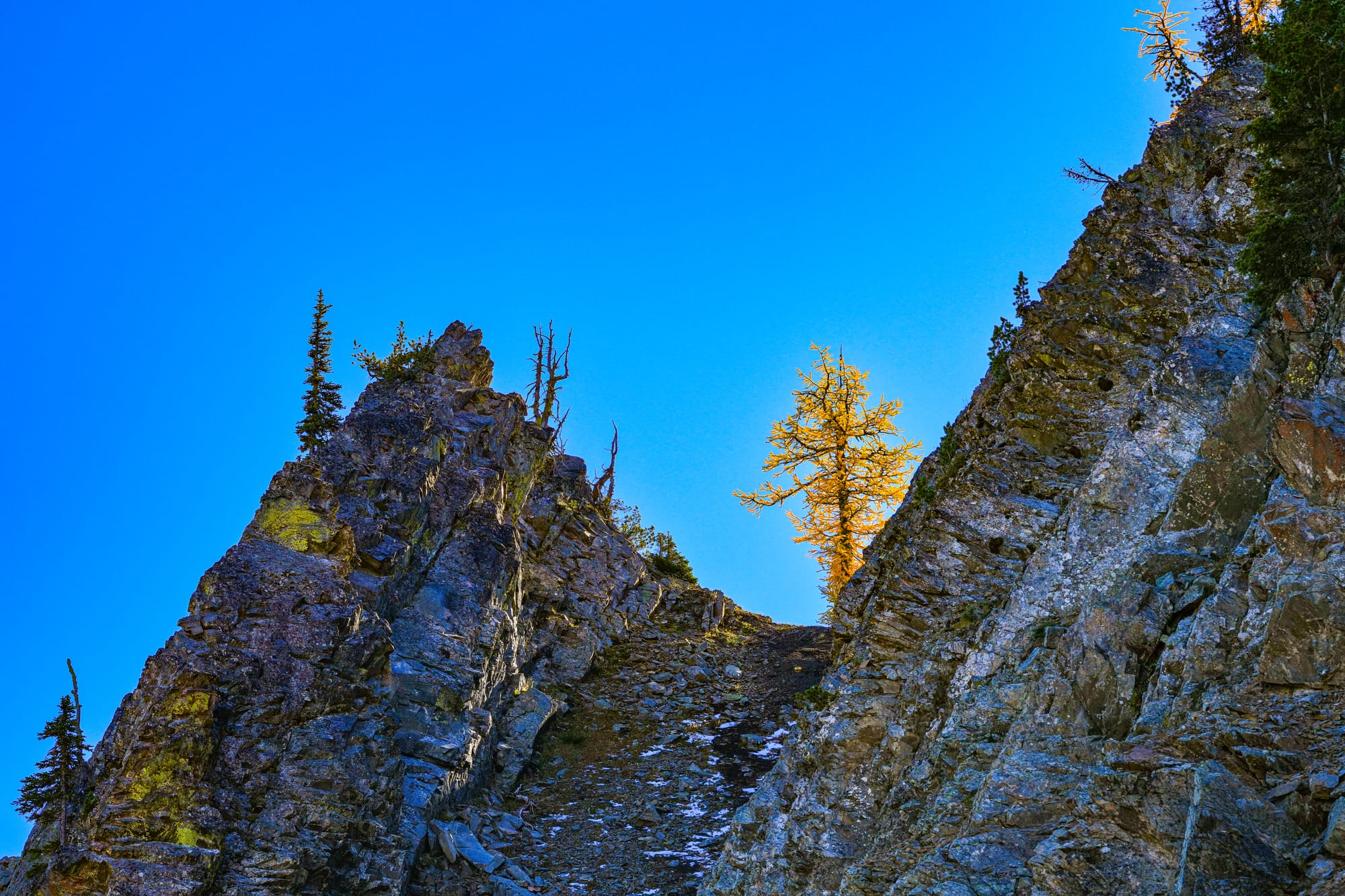 alpine larch