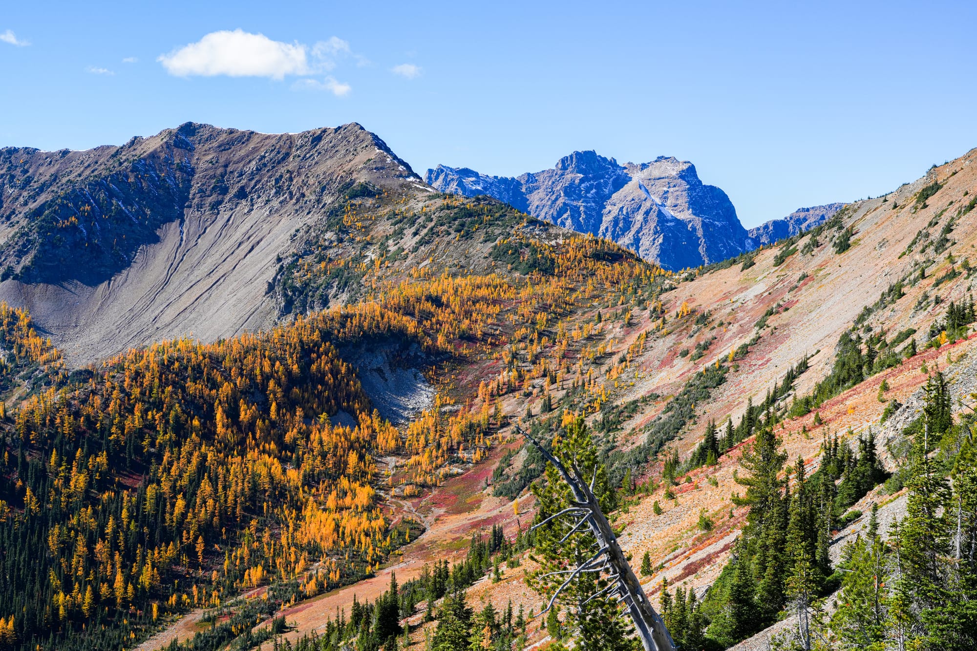 alpine larches