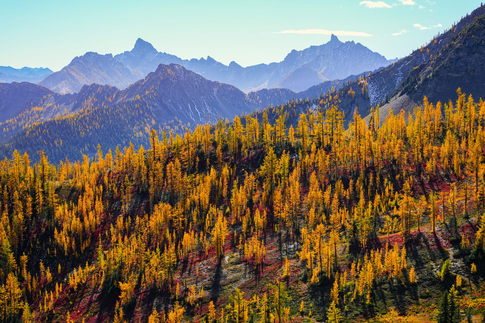 alpine larches