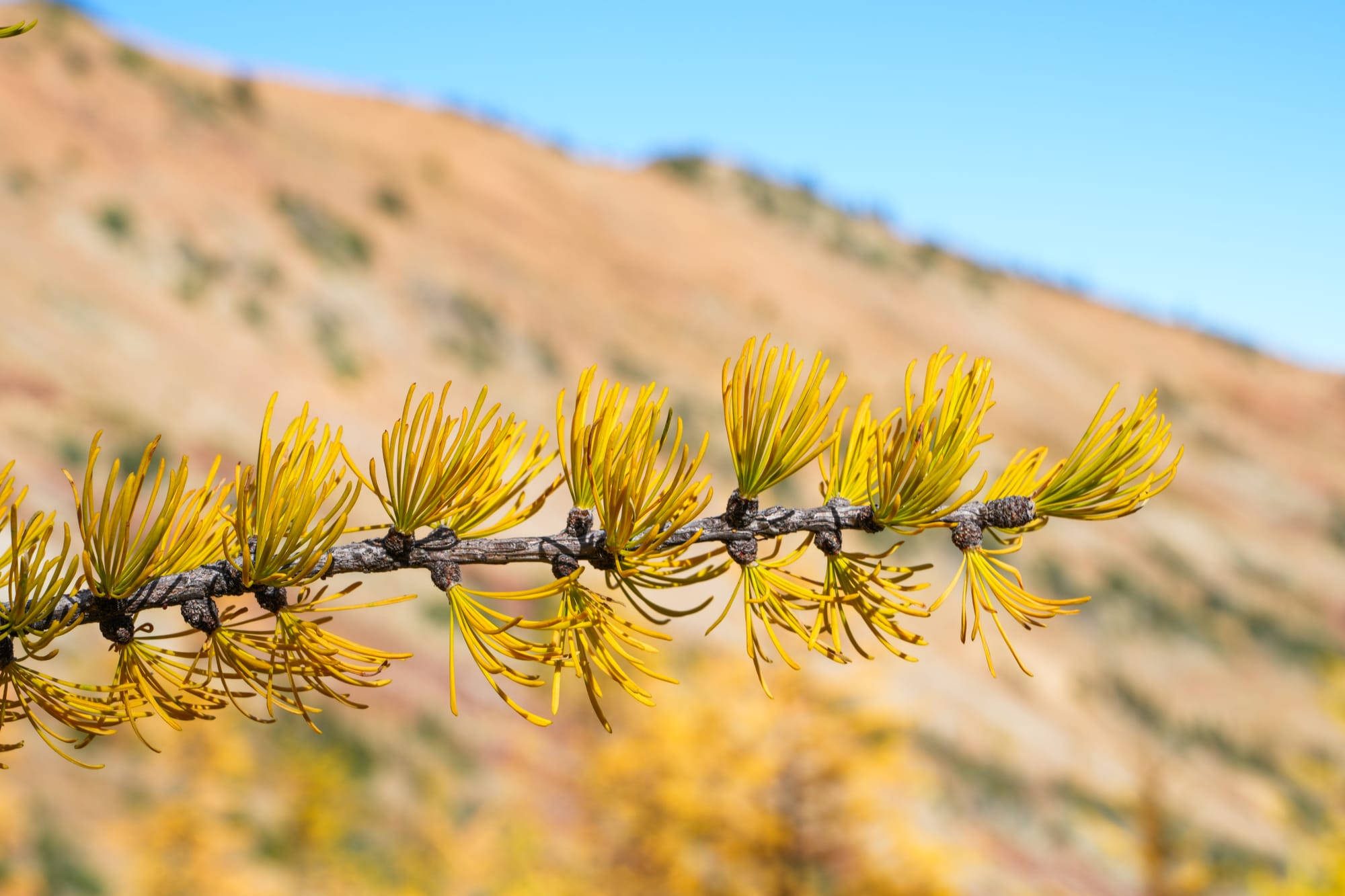 larch needles