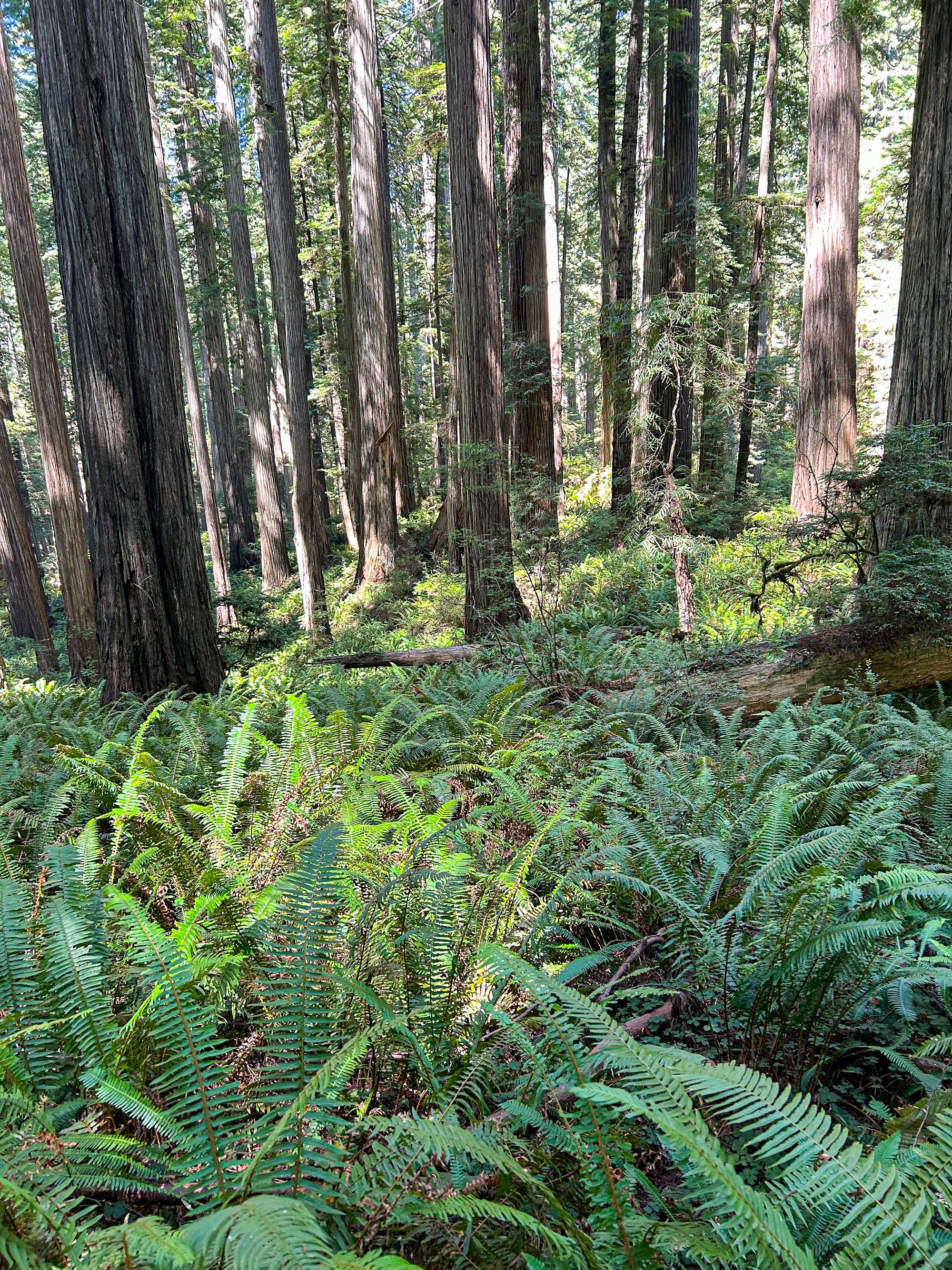 redwood forest