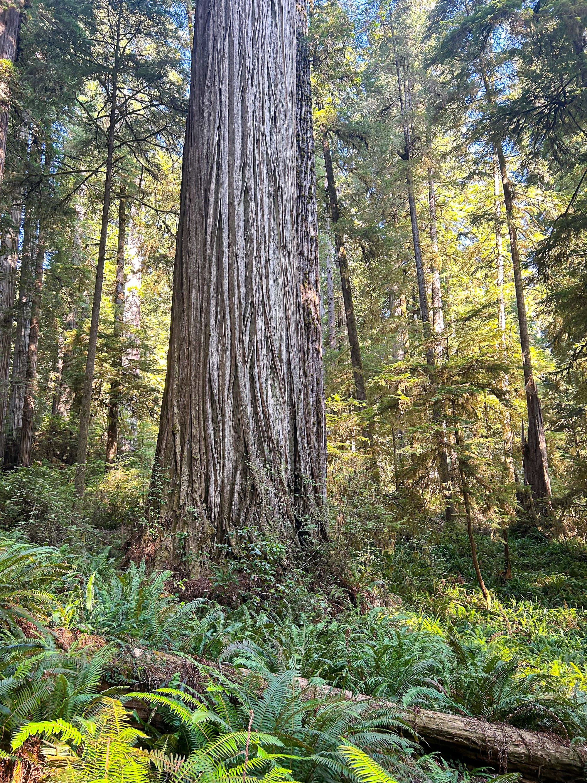 redwood tree