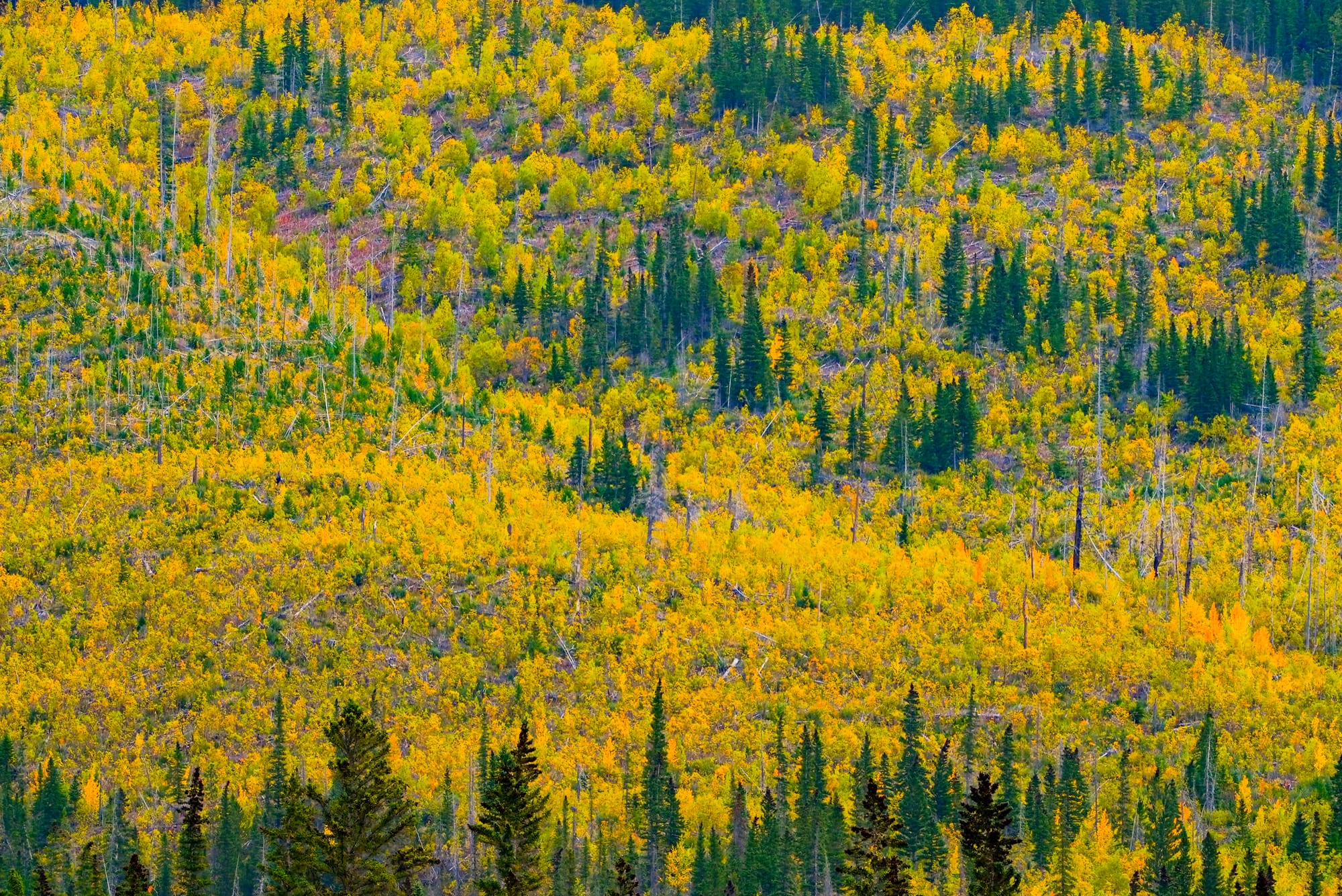 aspen colors